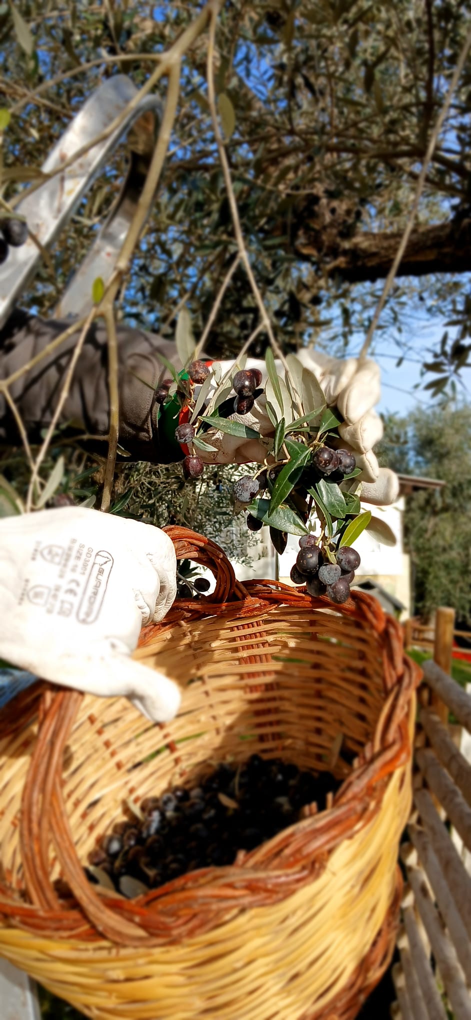 Il nostro Olio