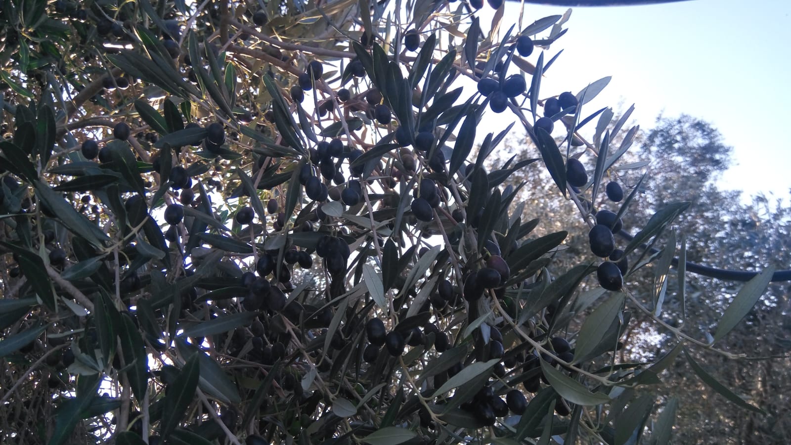 Il nostro Olio