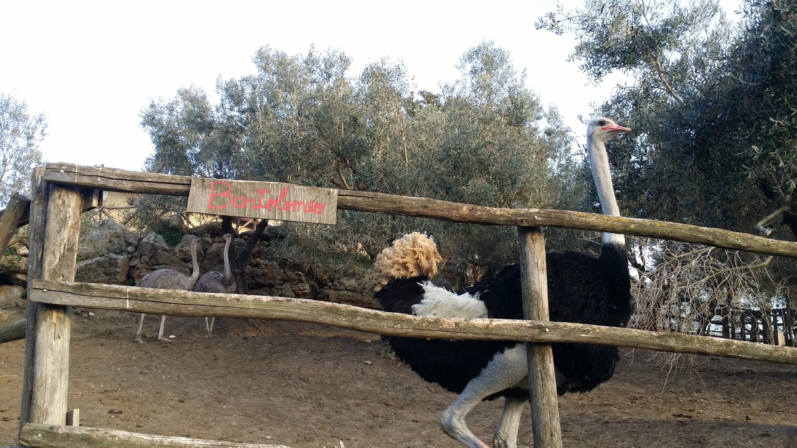 Lo struzzo della fattoria